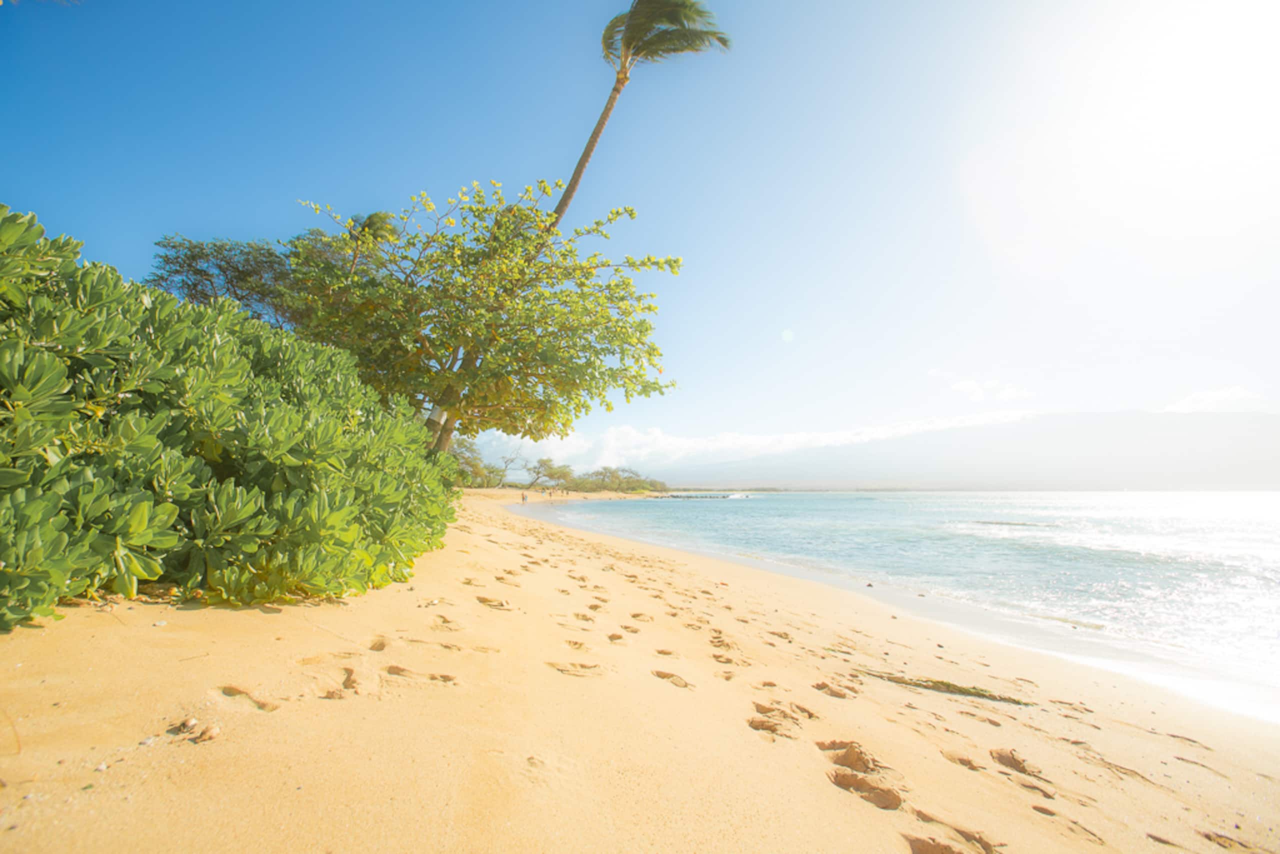Rental unit in Wailuku · ★4.95 · 1 bedroom · 2 beds · 1 private bath - Image 29