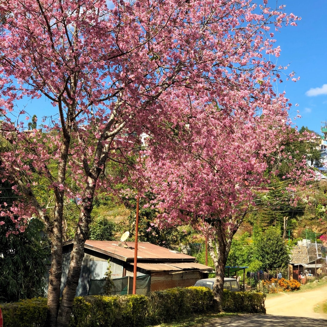 Two cherry blossom trees adorned with vibrant pink flowers are positioned along a winding path. A rustic structure with a metal roof is visible nearby, framed by lush greenery and hedges. A clear blue sky provides a bright backdrop to the scene.