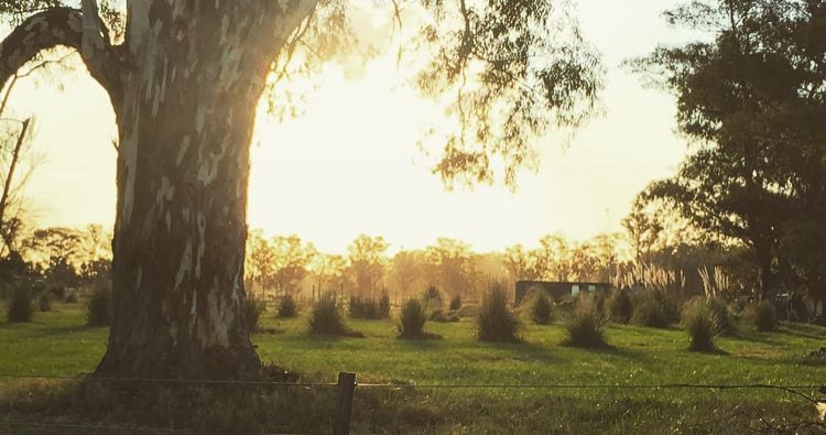 A large tree stands majestically in the foreground, its trunk marked with textured bark. Behind it, a sunlit landscape features lush green grass and clusters of tall grasses, while the soft glow of the setting sun casts a warm hue over the serene rural scene.