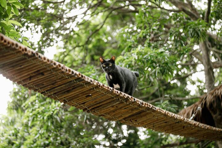 Stunning bamboo tree house in cat garden Treehouses for Rent in Thailand Chiang Mai Thailand Airbnb