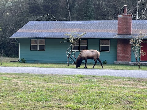 Heart of the Redwoods-HOP(E) Cottage