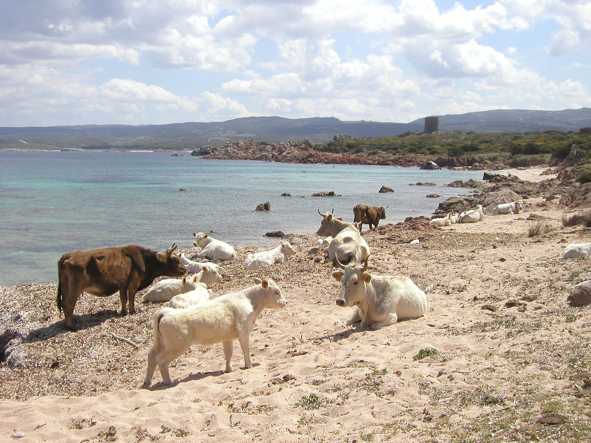 A sandy beach depicts a tranquil scene with various cows resting and grazing near the water's edge. Rocky formations are visible in the background, along with a coastal landscape characterized by gentle hills and greenery. The sky is partly cloudy, reflecting a natural setting.