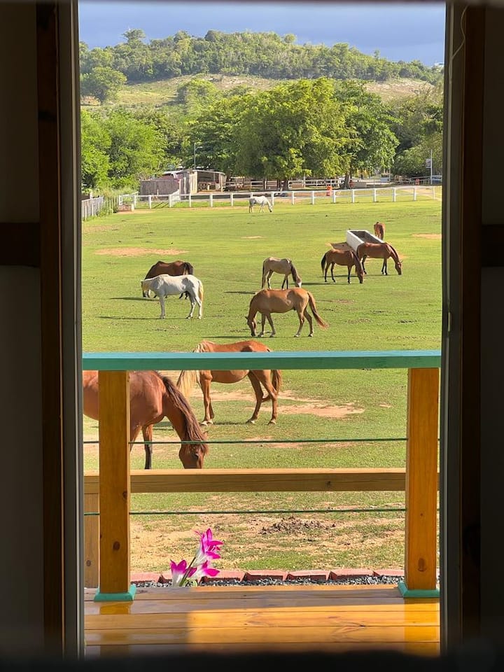 Puerto Rico Ranch Luca's Ranch - Cabins for Rent in Camuy, Puerto Rico - Airbnb