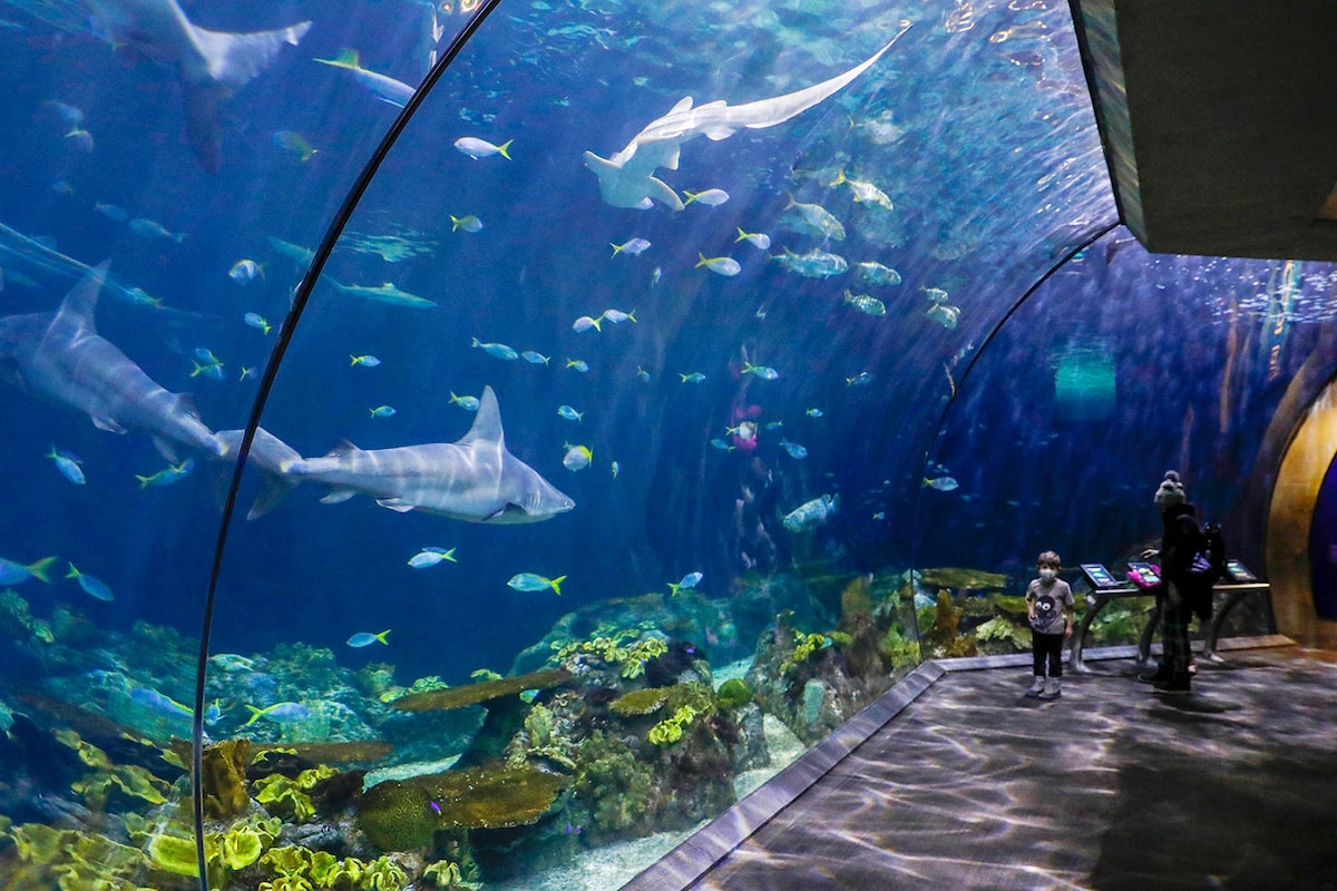 A submerged tunnel displays large sharks and various fish swimming gracefully in clear blue water. The vibrant coral and underwater foliage are visible below, creating a lively marine environment. Two individuals, one adult and one child, are seen observing the aquatic life.