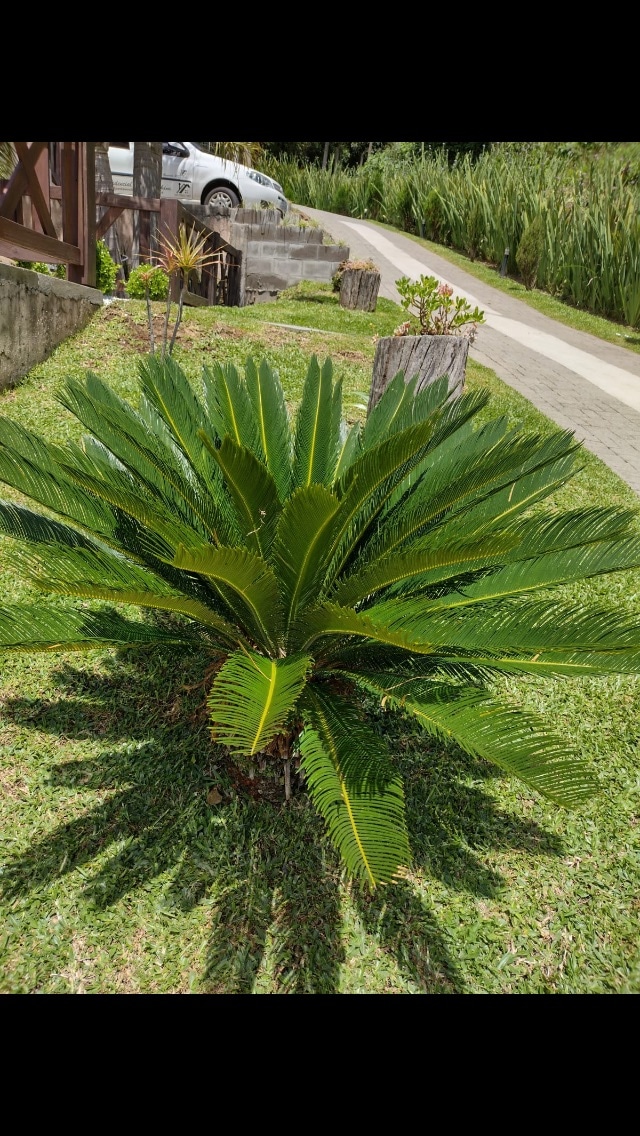 A lush green plant with broad, segmented leaves is prominently displayed in the foreground. The surrounding yard features well-maintained grass, with a path and vehicle visible in the background, suggesting a serene outdoor environment.