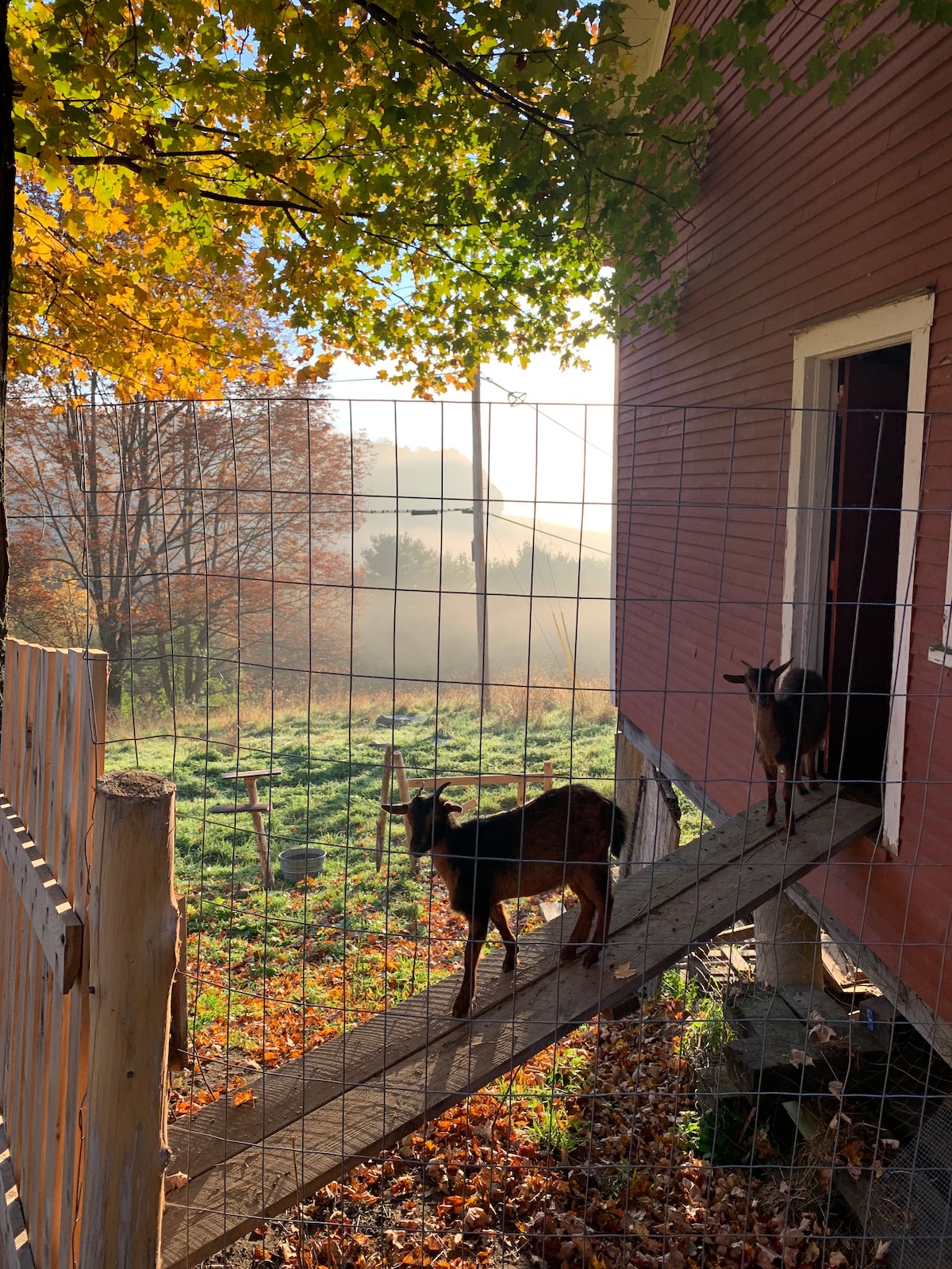 A rustic farm scene is depicted, showcasing two goats navigating a wooden ramp leading from a red barn. Surrounding foliage features autumn leaves, with soft morning light illuminating the misty landscape in the background.