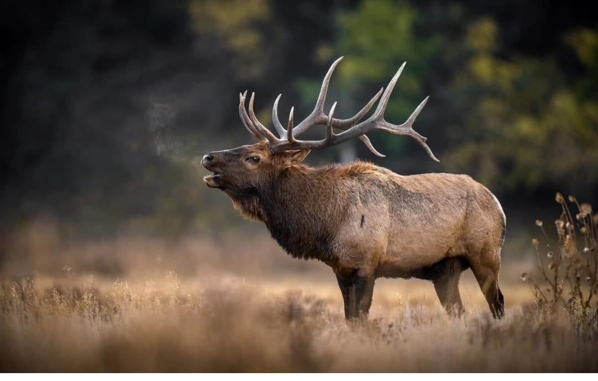 A majestic elk stands in a grassy meadow, showcasing impressive antlers. The animal is positioned side-on, with its head slightly raised, amidst a natural landscape of soft browns and greens, suggesting a serene outdoor environment.