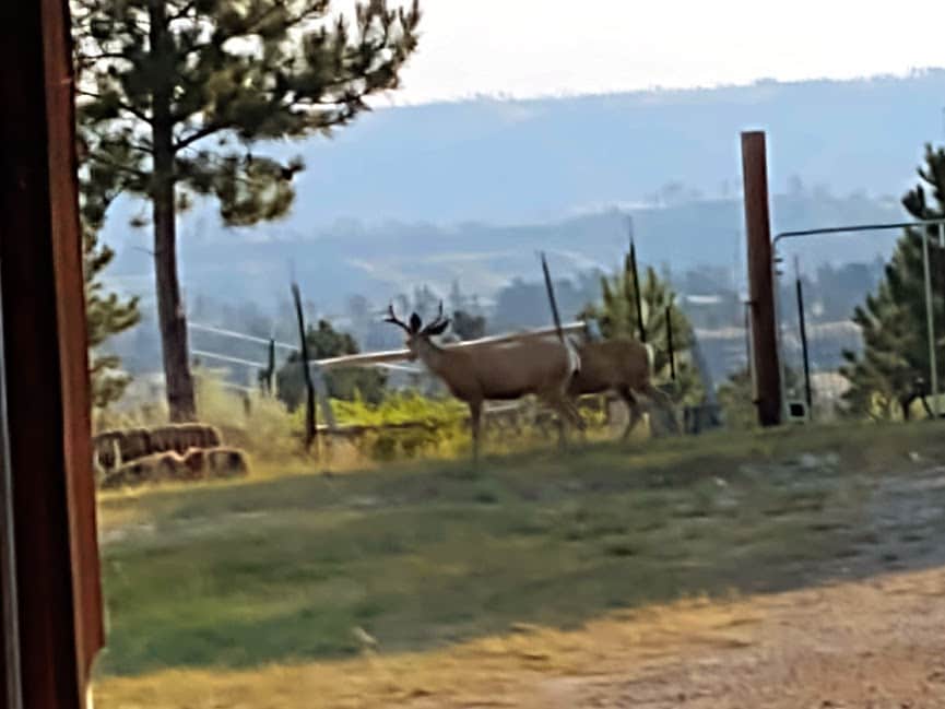 Two deer are seen grazing in a grassy area, surrounded by trees and a distant landscape with rolling hills. Fencing and a wooden post are visible in the background, contributing to the natural rural setting.