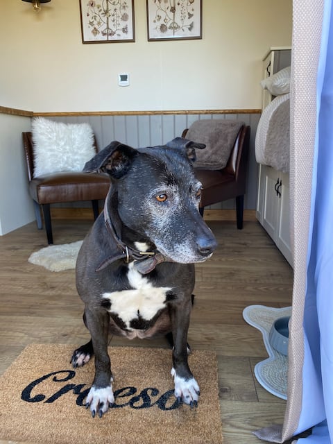 En-suite dog friendly Shepherds Huts - Adult Only