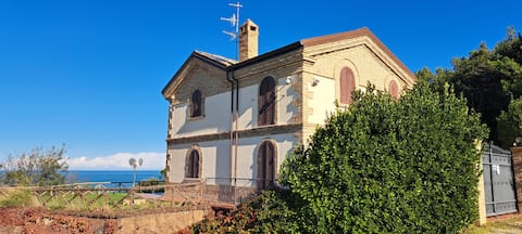 The Fox in the Pine Grove