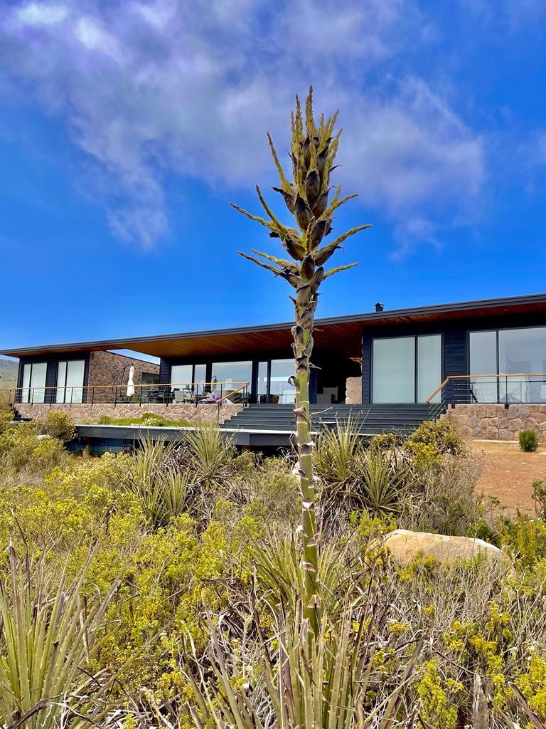 A modern house is set against a backdrop of blue skies and light clouds. Native vegetation, including a tall plant in the foreground, frames the view, while large glass doors create a seamless connection with the outdoor space.