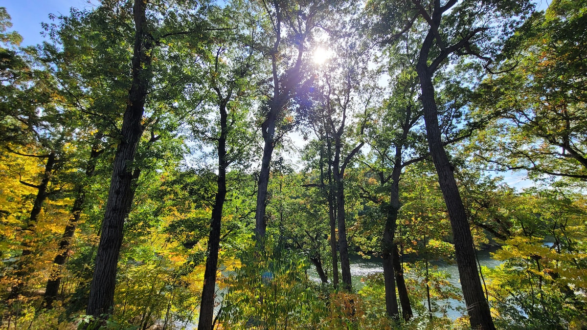 Tall trees with vivid green and yellow foliage create a tranquil scene. The sunlight filters through the leaves, casting dappled shadows on the forest floor. A glimpse of water is visible in the background, enhancing the serene atmosphere of the surroundings.