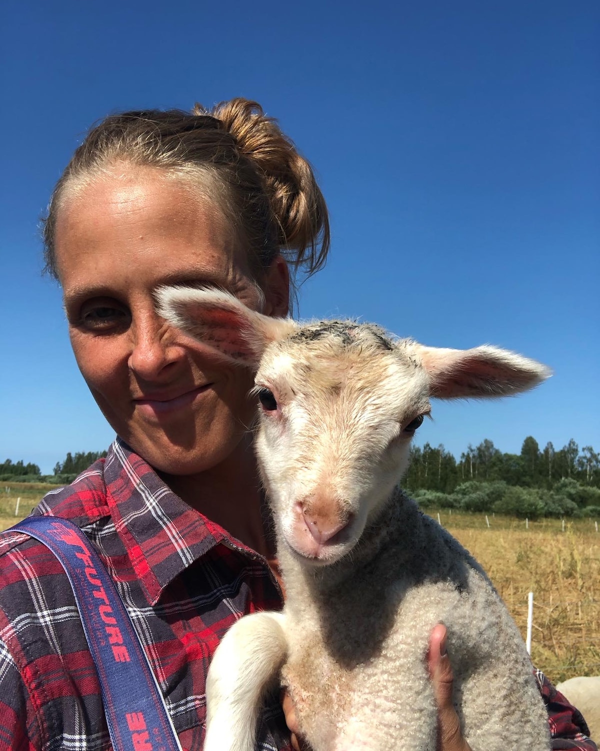 A person is holding a young sheep close, with a clear blue sky in the background. The sheep has a soft white and light brown coat, with prominent ears. Grassy fields can be seen in the distance, suggesting a rural environment.