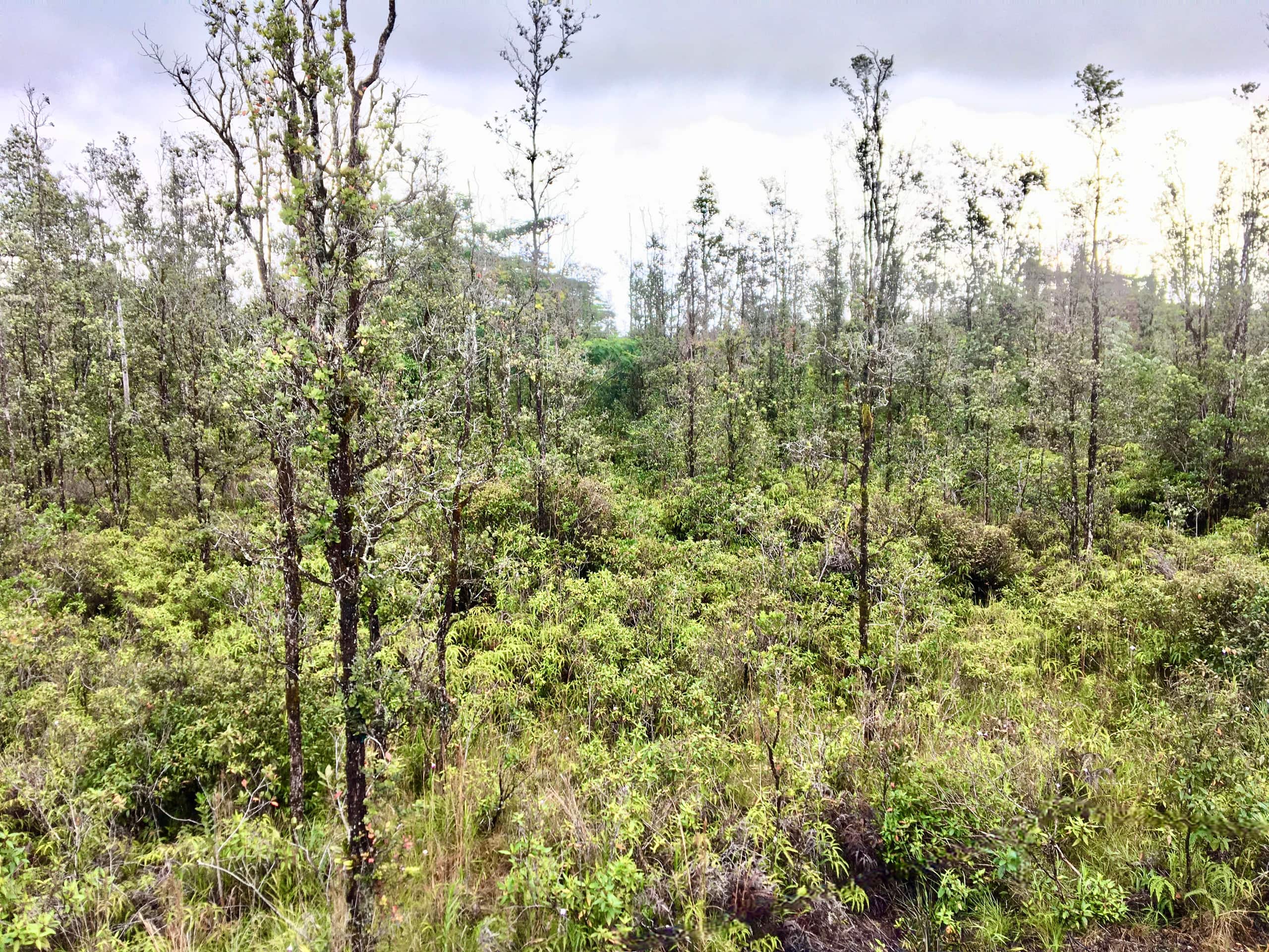 Home in Keaau · ★4.95 · 1 bedroom · 1 bed · 1 shared bath - Image 4