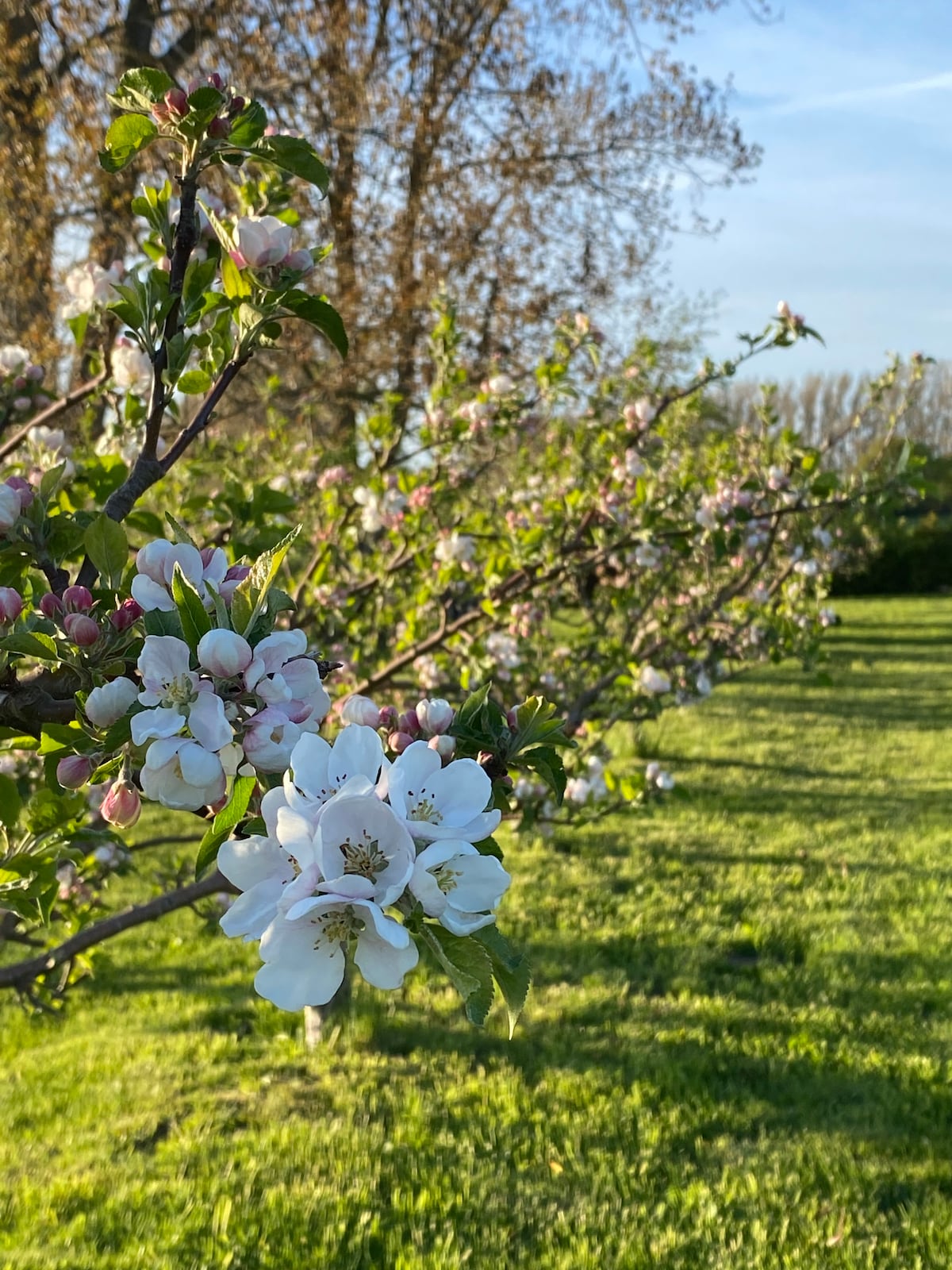 A close-up view of an apple orchard showcases blooming apple blossoms and budding fruits. The trees are arranged in a row, surrounded by vibrant green grass, creating a serene outdoor setting. Soft sunlight filters through the leaves, enhancing the natural beauty of the landscape.