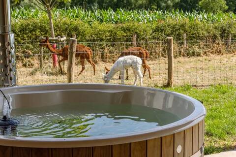 Alpaca Farm in the greenery "De Lentschoorhoeve"