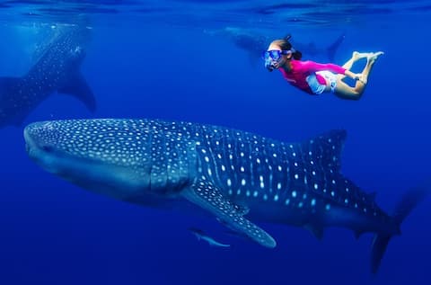 Whale Shark Paradise - South Ari