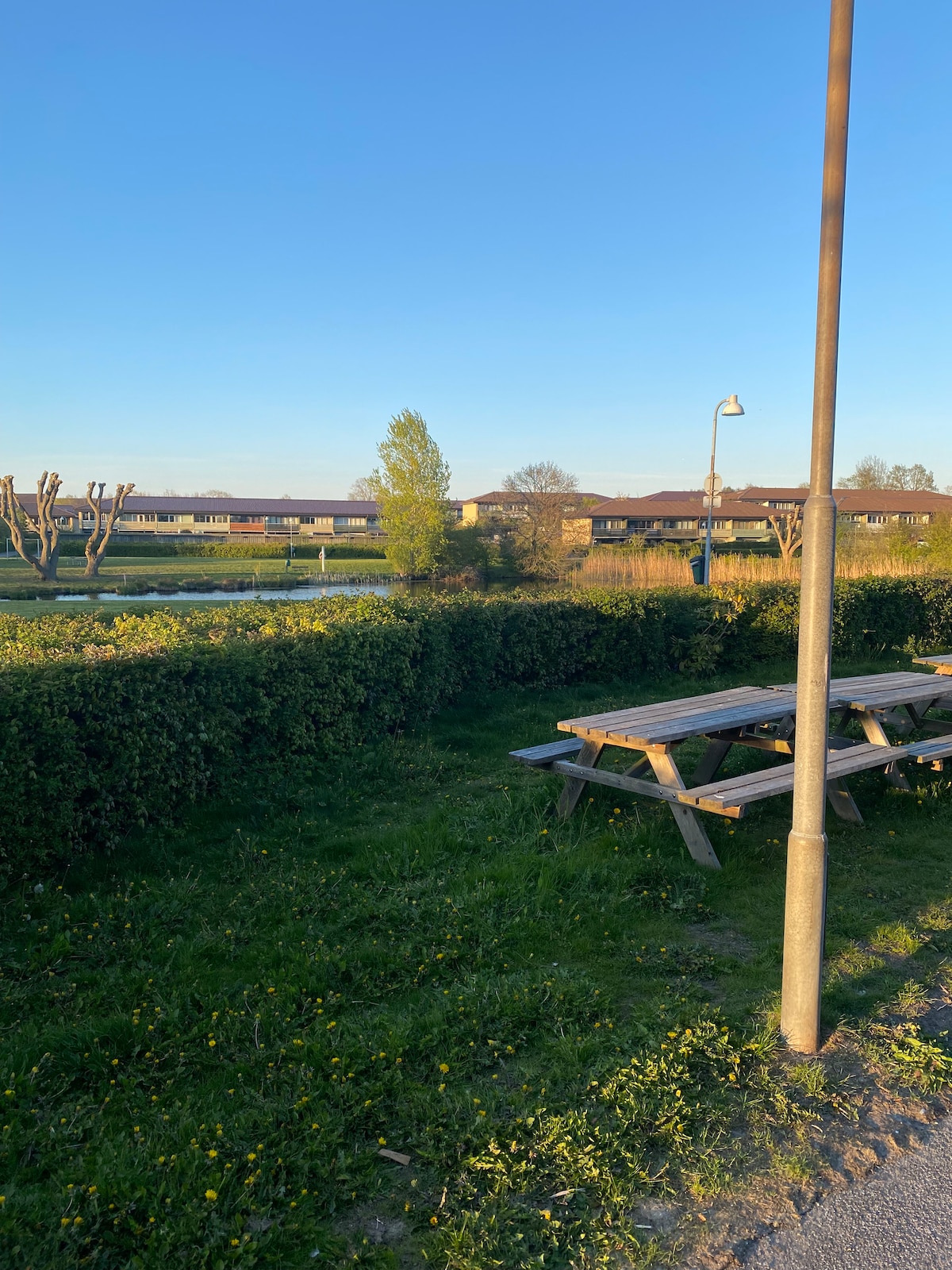 A wooden picnic table is positioned on a grassy area, with dandelions scattered across the lawn. Beyond the table, a small lake is visible, surrounded by greenery, while residential buildings are situated in the background under a clear blue sky.