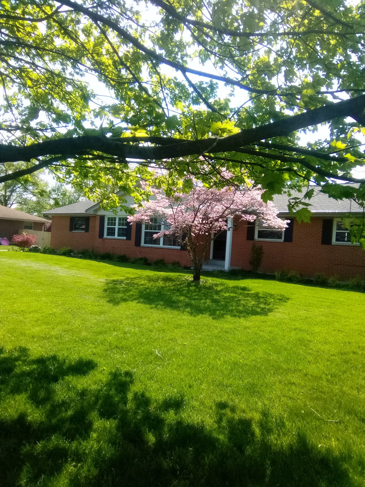 A brick home is framed by lush green grass and shaded by overhanging branches. A flowering tree in bloom adds a splash of color to the front yard, while the inviting entryway features large windows that reflect natural light.