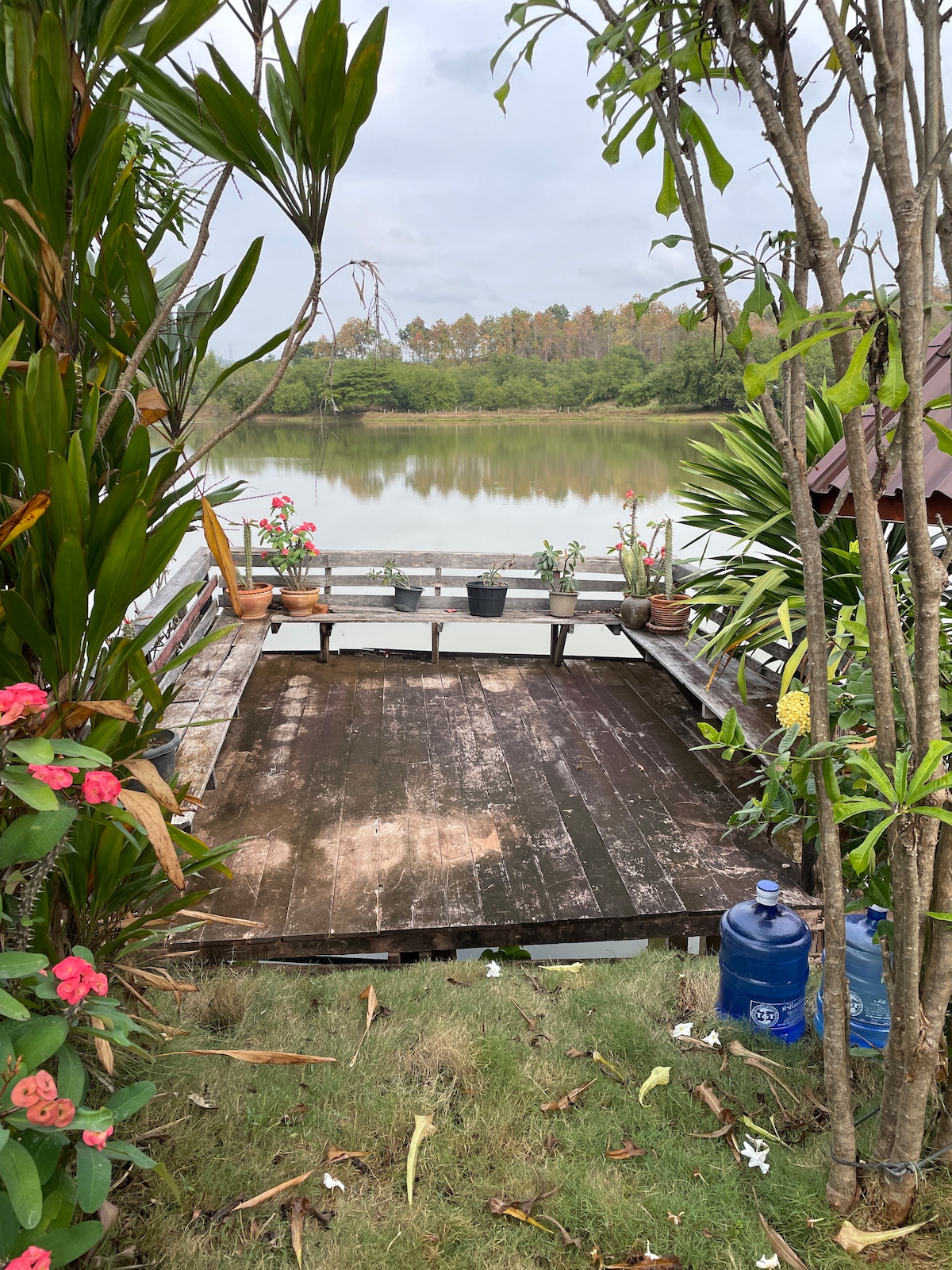 A wooden deck is presented by a calm body of water surrounded by greenery. Potted plants are arranged on the deck, and a blue water container is visible at one corner. The area offers a serene view of the landscape beyond the water.