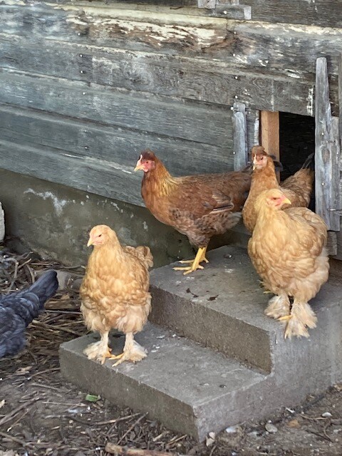 Several chickens are seen near the entrance of a wooden structure. Two light brown chickens stand prominently on concrete steps, while two others gather nearby. The texture of the chickens' feathers and the rustic appearance of the building are featured around them.