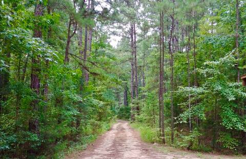 Retreat in the Pines - Oasis of Peace & Serenity