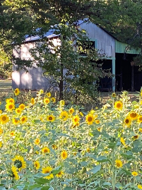 A field of vibrant sunflowers stretches towards a rustic, weathered barn surrounded by greenery. The barn, partially obscured by trees, features a simple structure with a green roof, creating a serene rural scene framed by the bright yellow blooms.