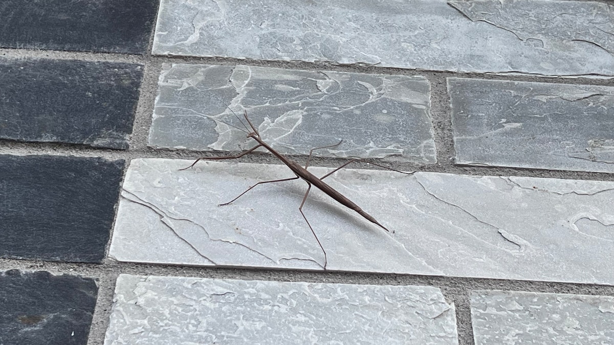 A long, brown stick insect rests on a textured stone surface. The stones feature a mix of light and dark shades, creating a natural, earthy backdrop. The insect's elongated body blends subtly with its surroundings, highlighting its camouflage.