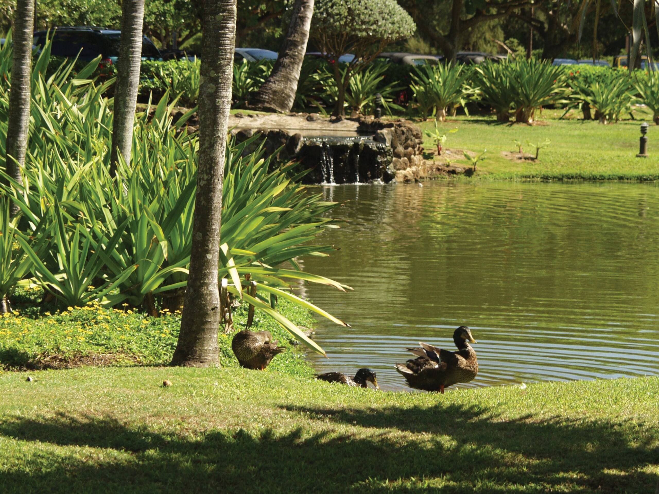 Hotel in Lihue · ★4.57 · 1 bedroom · 2 beds · 1 private bath - Image 8