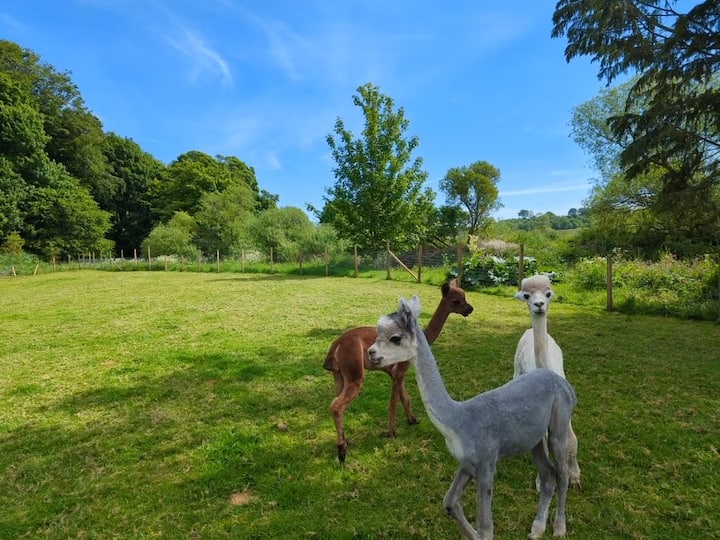 Alpaca Pines photo 2