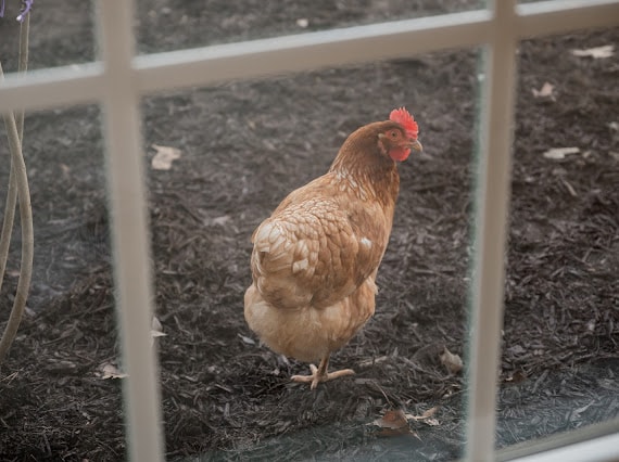 A brown hen is seen in the outdoor space, situated on dark mulch among scattered leaves. The image is framed by a window, highlighting the chicken's distinct features, including its red comb and feathers.