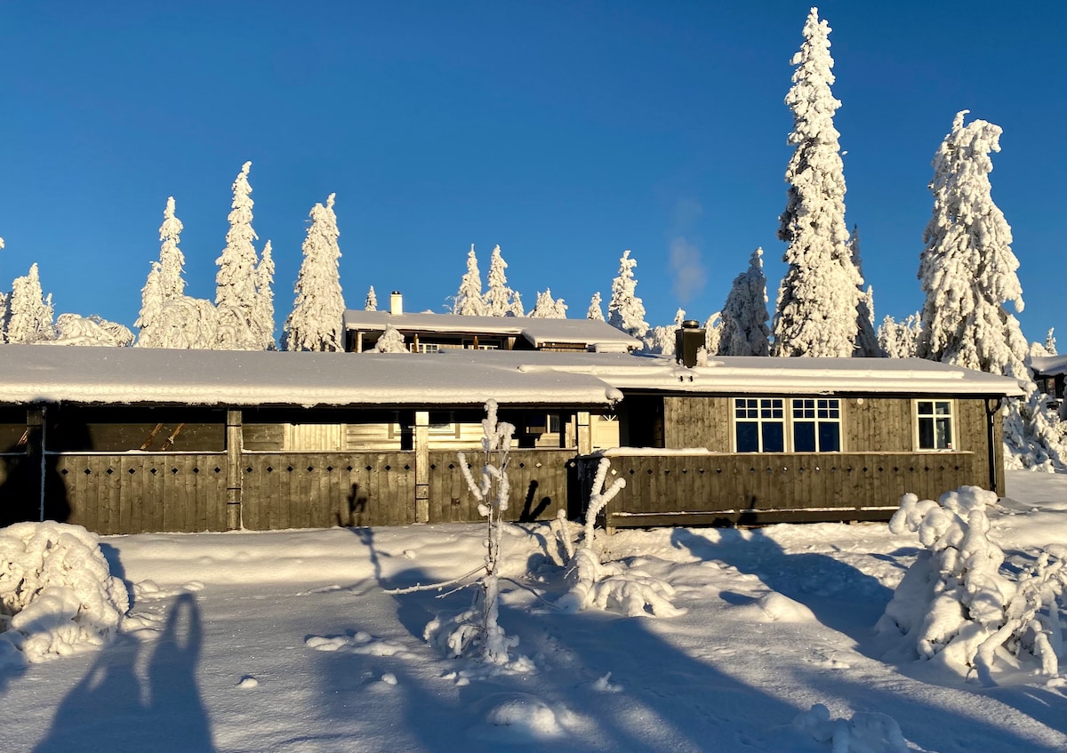 A cozy cabin nestled in a snowy landscape, surrounded by tall, snow-covered trees. The structure features a combination of wood and large windows reflecting the bright blue sky, with a blanket of snow covering the ground and the roof.