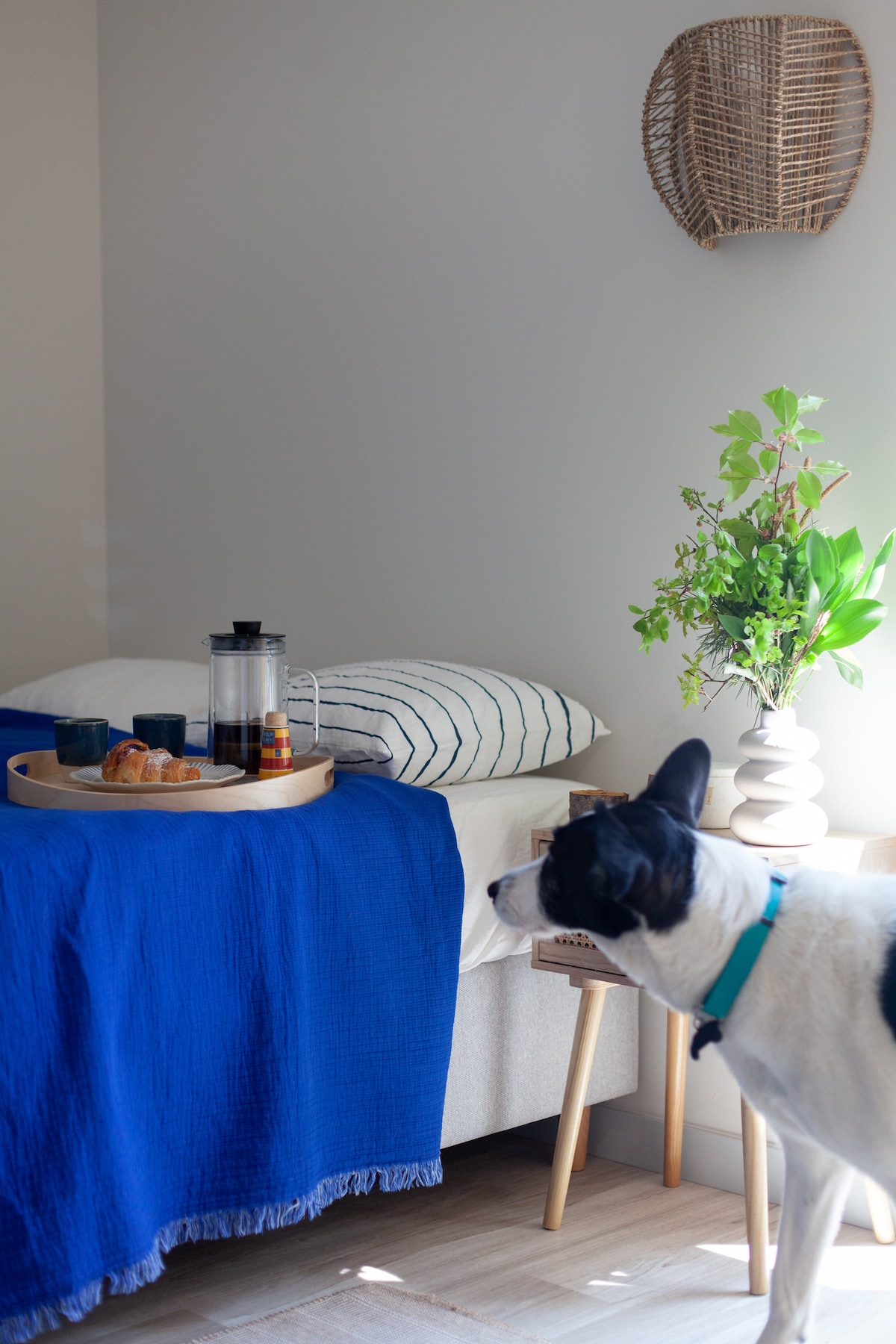 A cozy corner features a bed draped with a vibrant blue throw. A wooden tray holds beverages and pastries, accompanied by decorative plants. A dog is present, adding a friendly touch to the inviting space, which benefits from natural light filtering in.