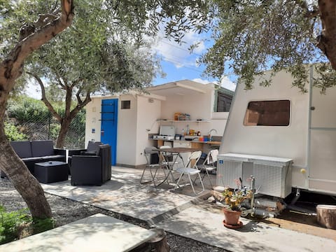 Under the olive trees