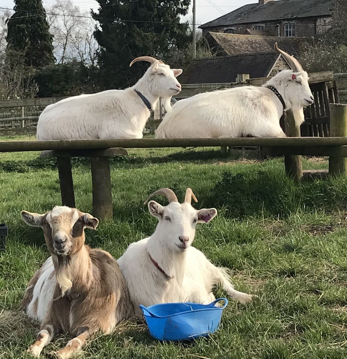 A group of goats is seen resting in a grassy area surrounded by wooden fencing. Two white goats are perched on a wooden structure while a brown goat and another white goat are seated in front, with a blue feeding bowl nearby.