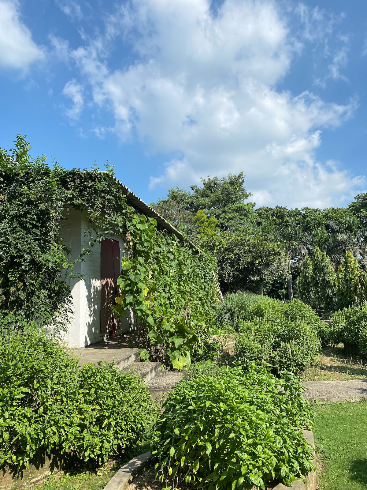 A charming homestay building is partially covered in lush green vines, surrounded by well-maintained gardens. Vibrant shrubs and plants flourish in various shades of green. A clear blue sky with scattered clouds provides a serene backdrop to the peaceful outdoor setting.