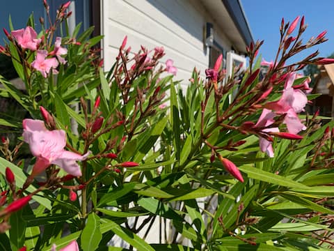 The little house on the Meuse