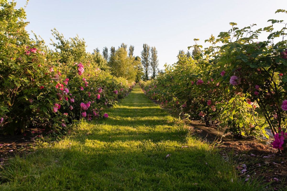 A verdant pathway winds through an apothecary garden, bordered by blooming plants. Lush greenery and vibrant pink flowers frame the path, which leads to a backdrop of tall trees and a clear sky, creating a serene and inviting landscape.
