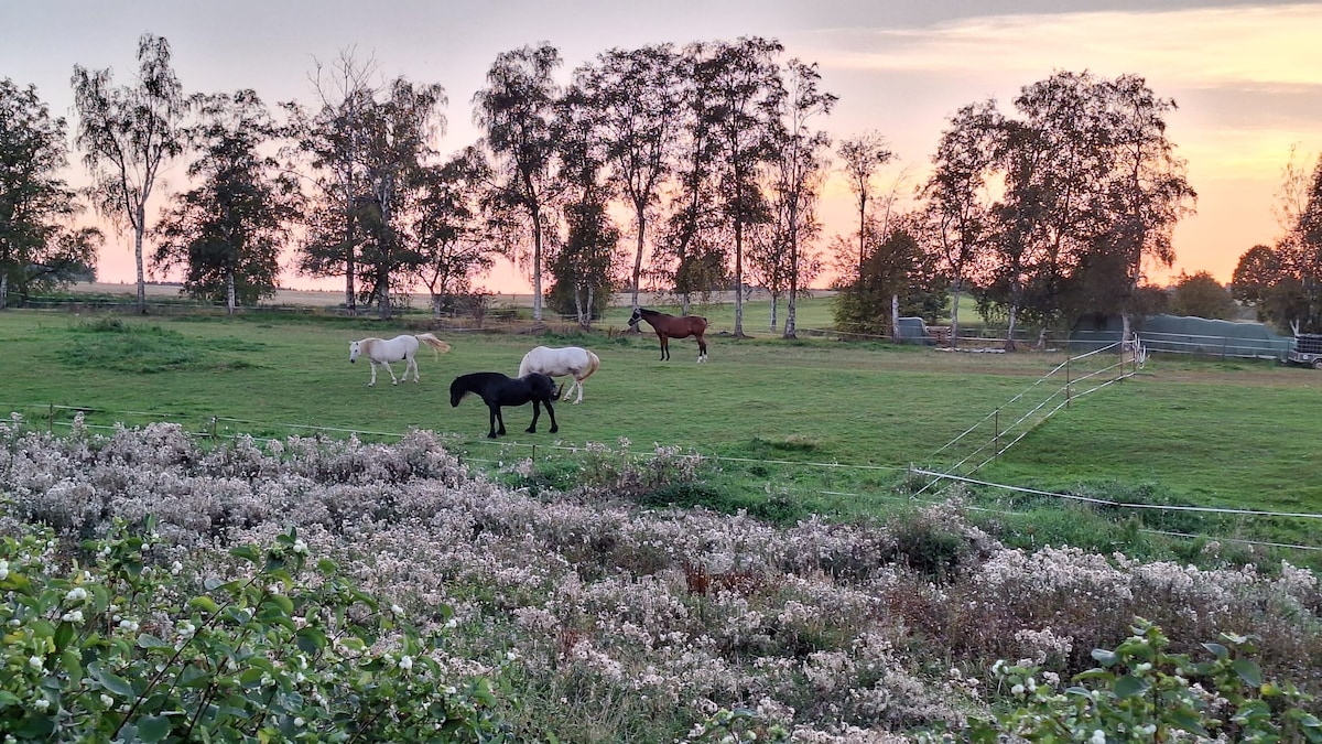A tranquil landscape features a green pasture with grazing horses in various colors against a backdrop of trees. The fading light of dusk casts a warm glow, enhancing the serene atmosphere of the countryside.