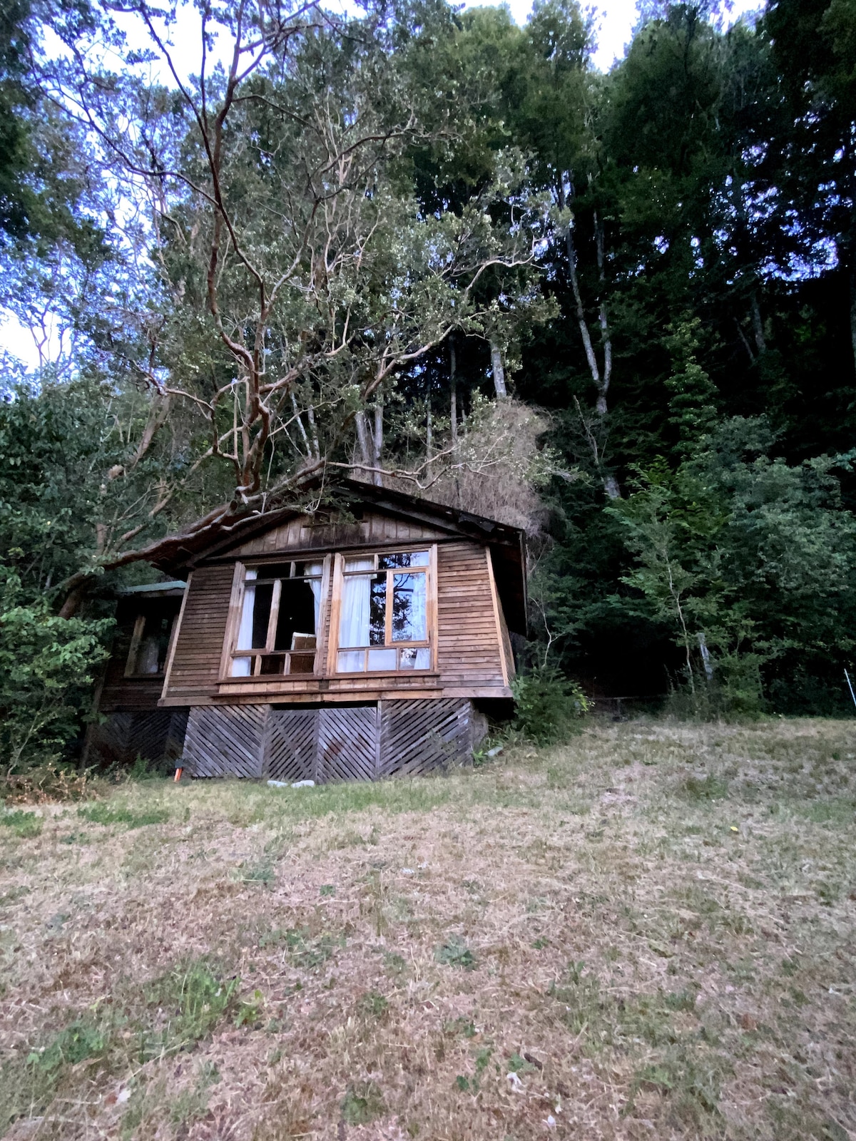 A wooden cabin is nestled among tall trees, with large windows allowing light to flow in. The exterior features natural wood textures, while the surrounding area consists of a grassy space adorned with low shrubs and underbrush.