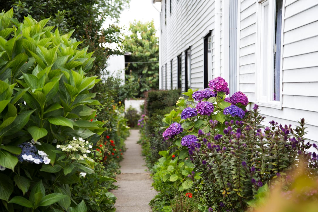 A pathway is bordered by lush greenery and vibrant flowering plants, including clusters of purple hydrangeas. The side of the building features white siding and several windows, allowing natural light to brighten the surroundings.