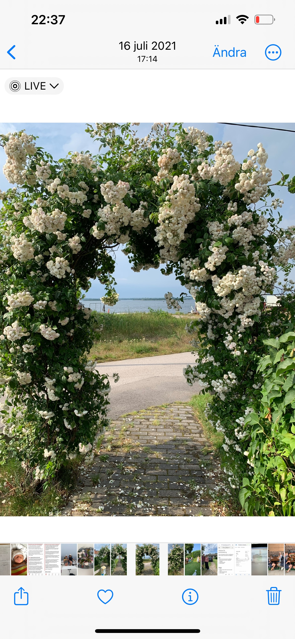 An archway covered in white flowering plants is viewed from a pathway, framing a glimpse of the sea in the background. A gravel road is seen just beyond, surrounded by greenery.
