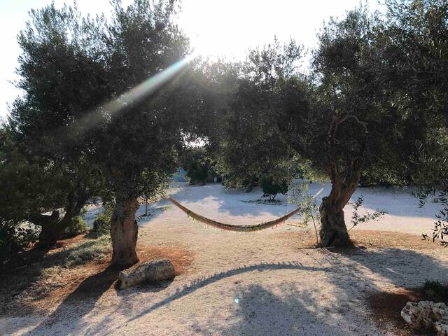 A paradise among olive trees gallery image 2