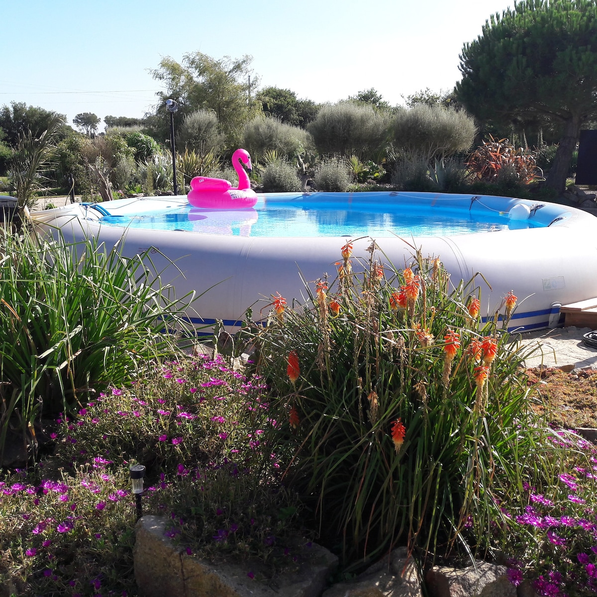 A round inflatable pool is surrounded by a vibrant garden. A pink flamingo float sits atop the clear water. Various plants and flowers, including tall green grasses and orange blooms, frame the pool area, creating a lively outdoor setting.