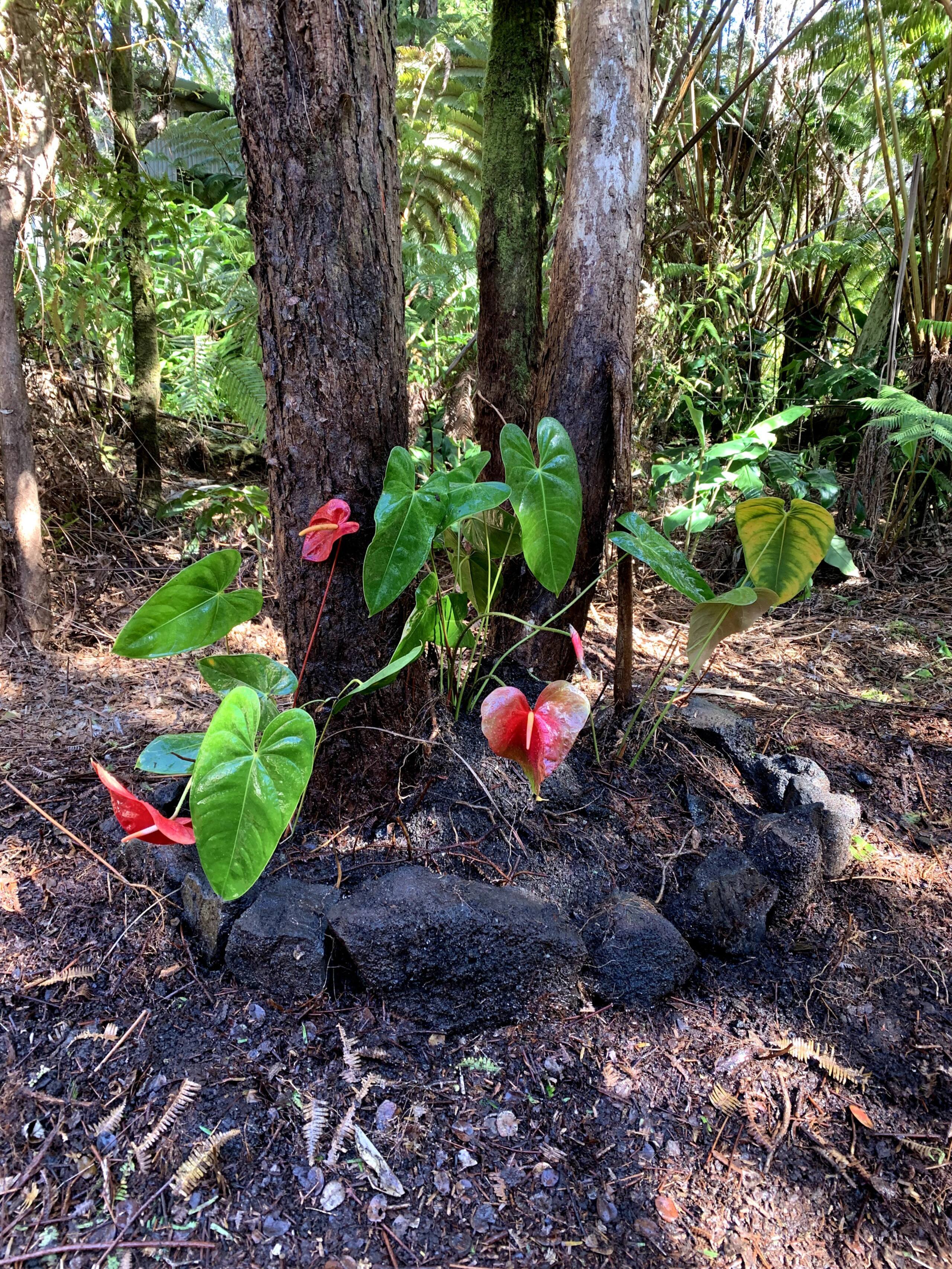 Home in Pahoa · ★4.94 · 2 bedrooms · 3 beds · 1 bath - Image 18