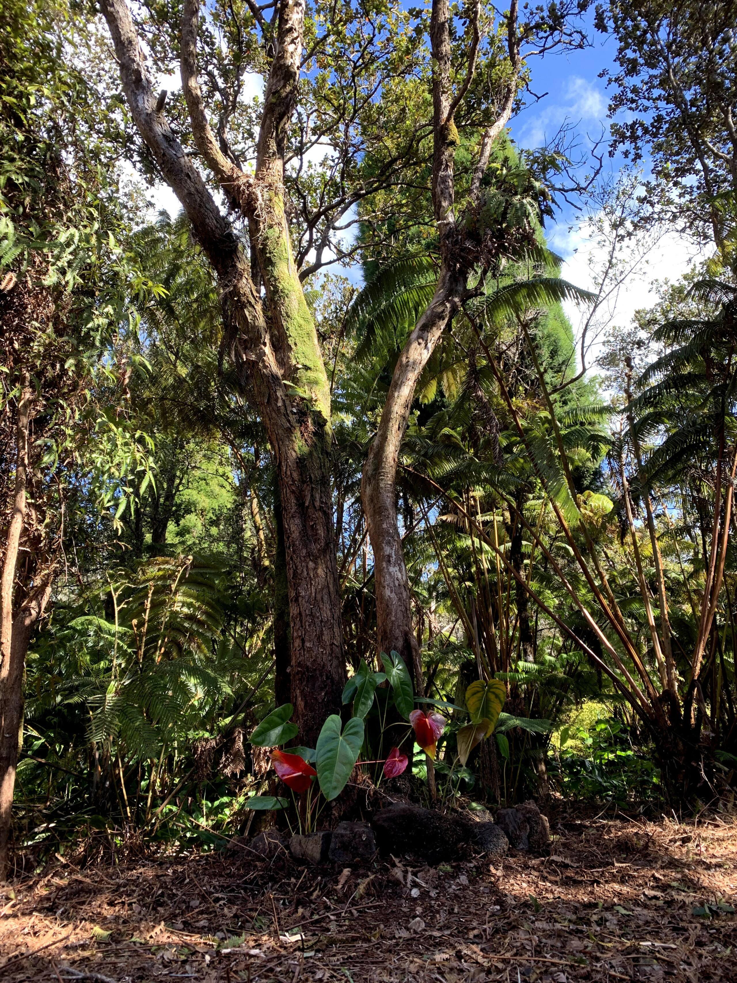 Home in Pahoa · ★4.94 · 2 bedrooms · 3 beds · 1 bath - Image 19
