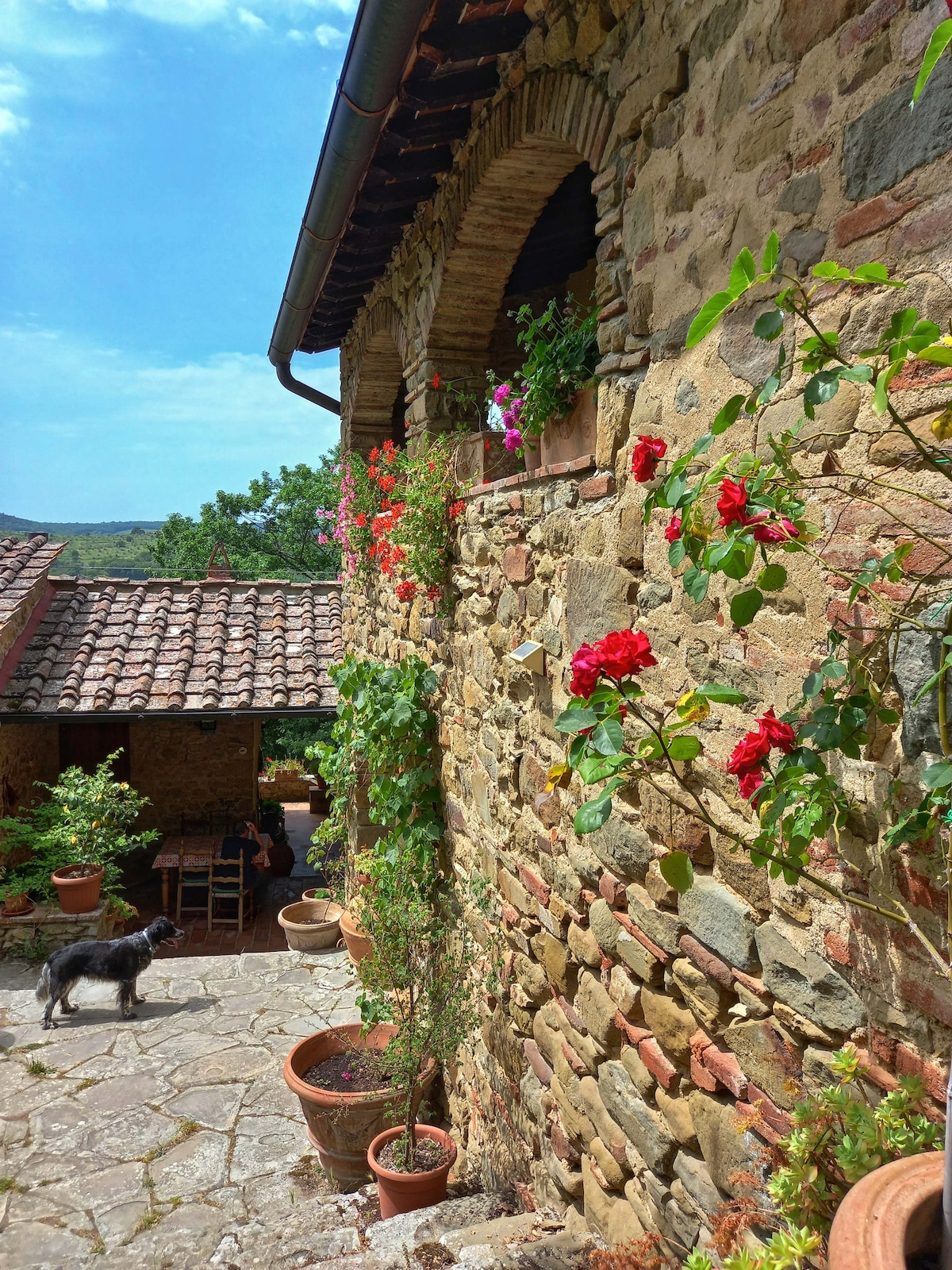 A charming stone wall adorned with climbing plants and vibrant red flowers is shown. The rustic courtyard features terracotta pots and a gentle stone pathway. A black dog stands calmly, observing the serene surroundings, which include a tiled roof and rolling hills in the background.