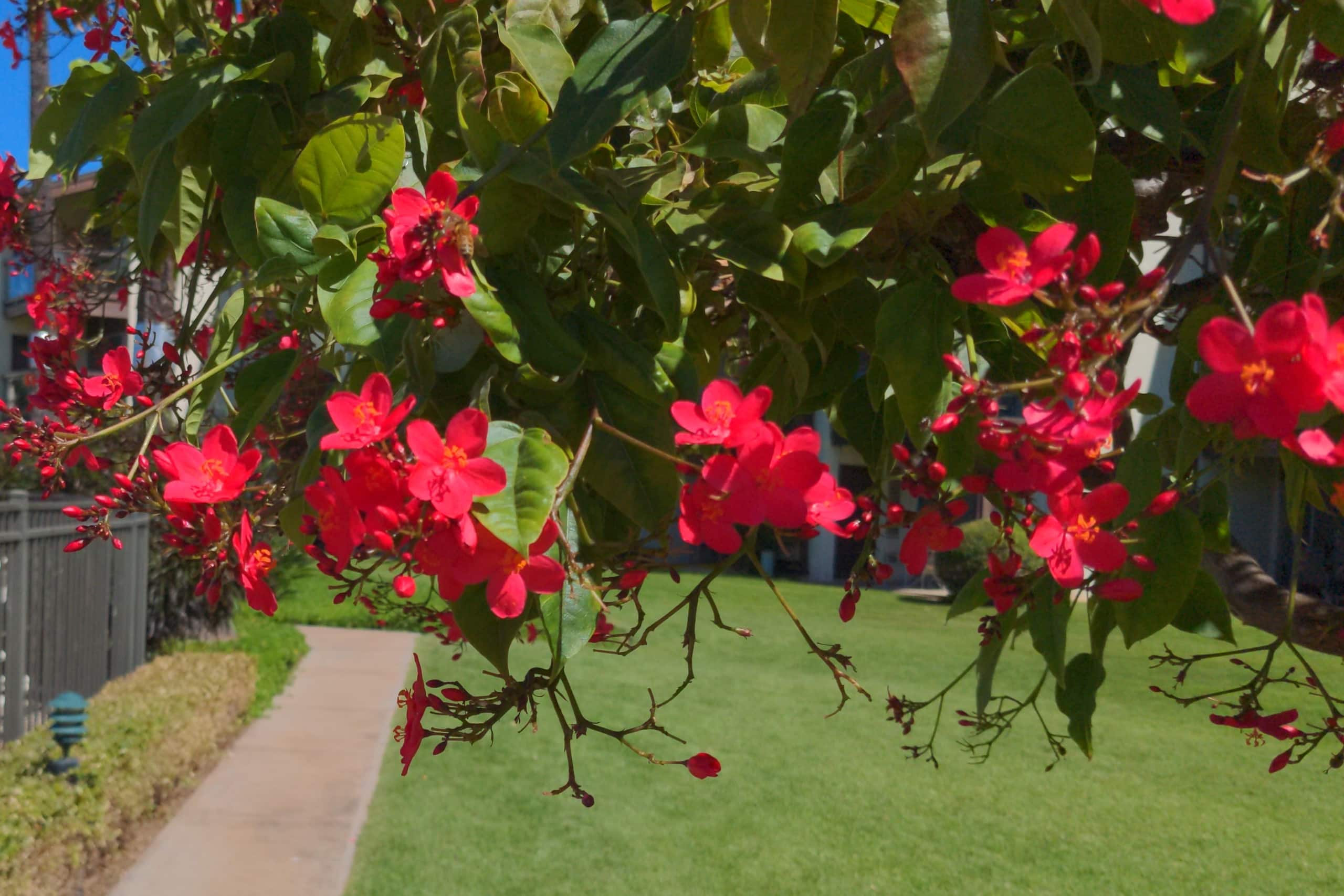Condo in Kihei · ★5.0 · 1 bedroom · 1 bed · 1 private bath - Image 32