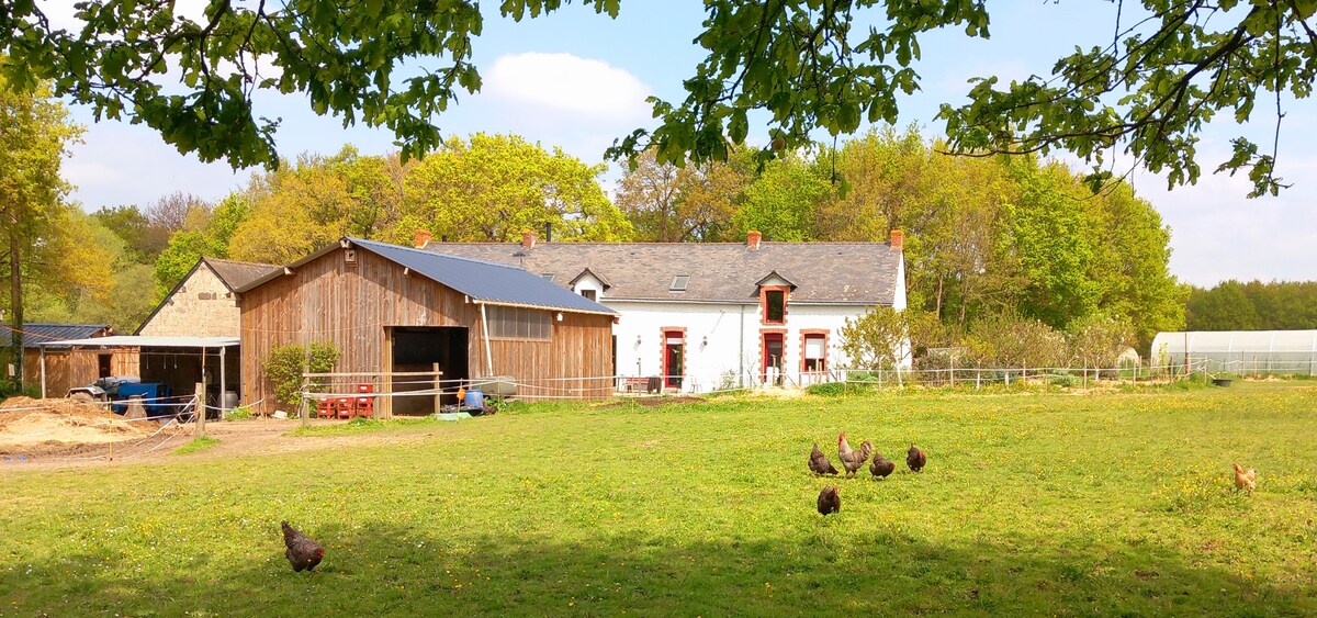 A spacious farm setting is depicted, featuring a white farmhouse with red accents and a rustic wooden barn. Chickens are seen roaming freely in the green grassy yard, surrounded by trees that offer natural shade.