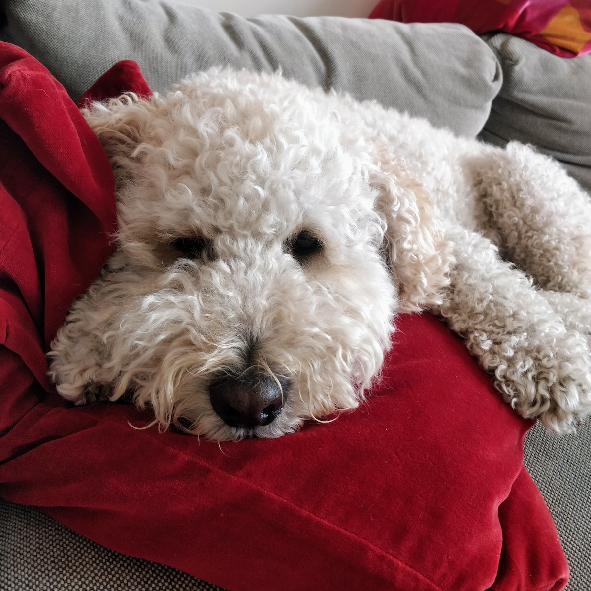 A fluffy white dog with curly fur is resting comfortably on a soft red pillow. The dog's eyes are gently closed, conveying a sense of relaxation. The surrounding area includes a grey sofa, creating a cozy and inviting space.